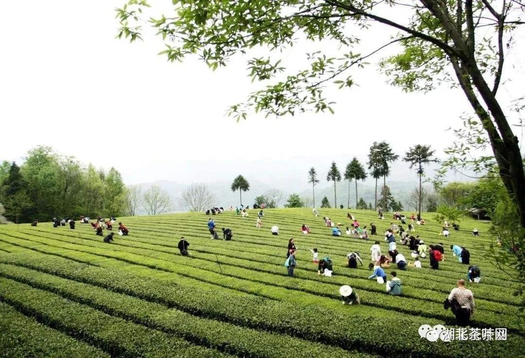 宜茶集团收购采花、宜红茶业控股权