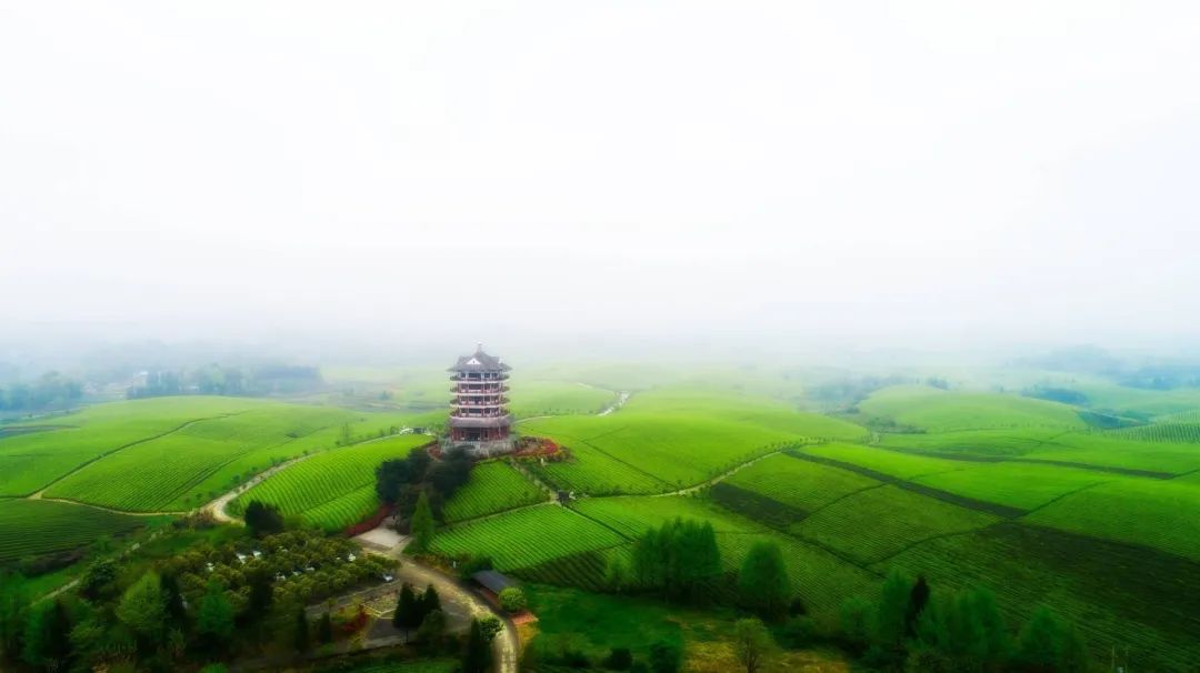 贵州遵义：书写茶文章 擦亮茶旅融合新招牌