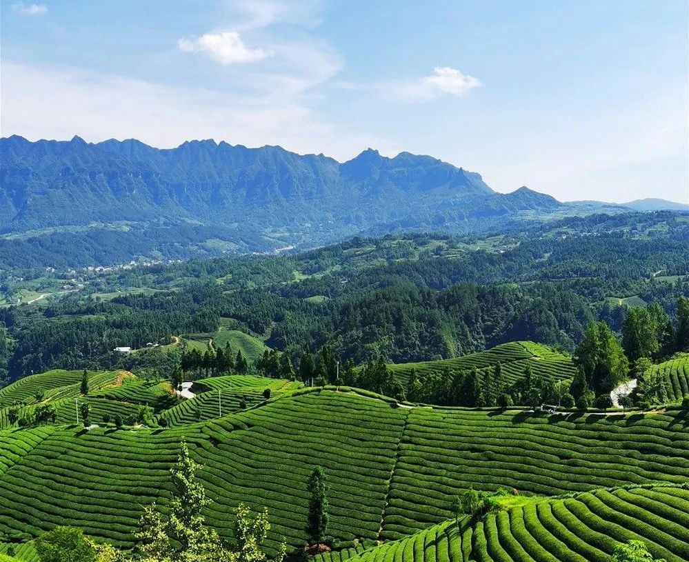 2022年度茶业百强县域、百强企业湖北上榜名单公布