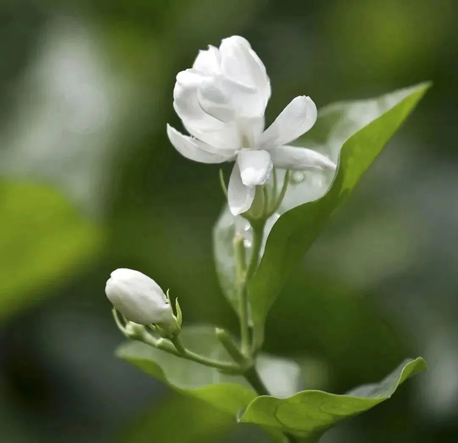 茉莉“莫离”：当花与茶相遇