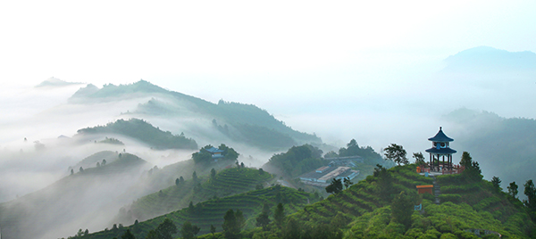 广西凌云：采冬茶促增收 有机六堡茶前景可期