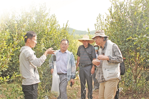 广西:油茶产业冒出最耀眼的“新星”