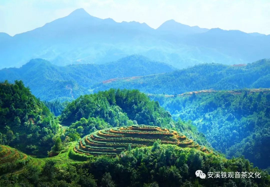 冬季，是决定来年茶叶品质的关键所在