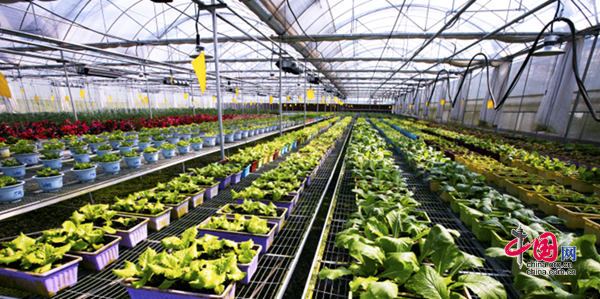 四川剑阁：茶旅融合促发展 特色产业助振兴