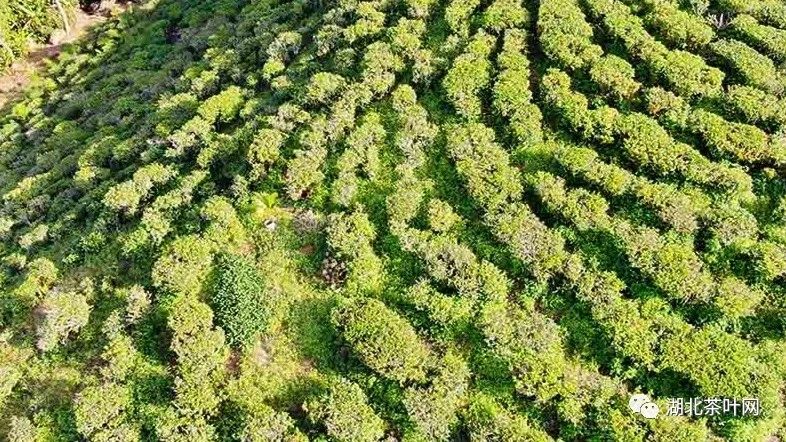 海南五指山：山青水秀茶飘香