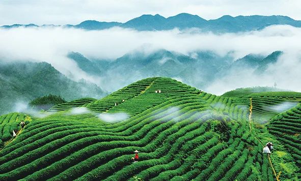 一杯“中国茶”背后的气象故事