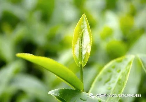 茶叶合格率98%！2022年国家农产品质量安全例行监测总体合格率为97.6%