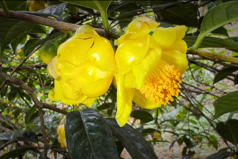 广西防城港市防城区盛开“致富之花”