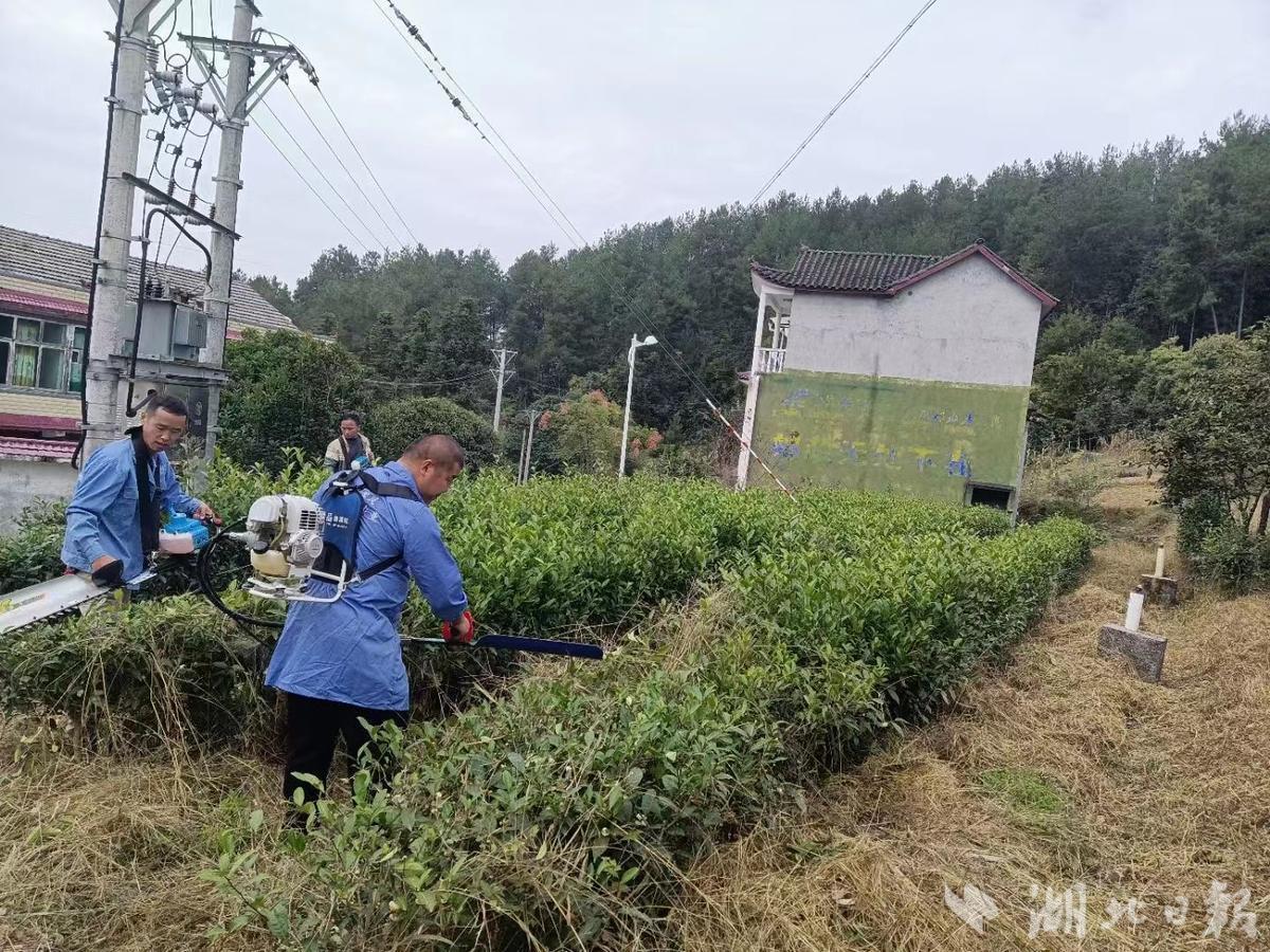 恩施红土乡：茶园冬管不停歇