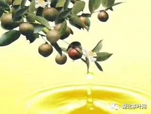 2025年全国油茶种植面积将达9000万亩