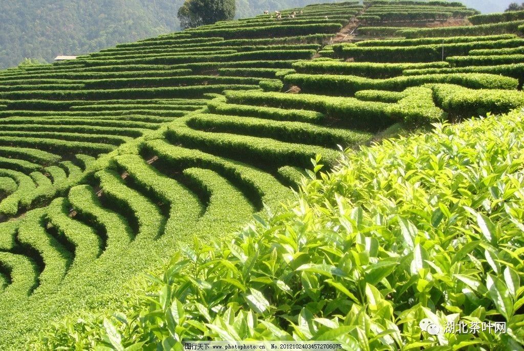 广西：横州市人大常委会：壮大茶产业 绿叶变“金叶”