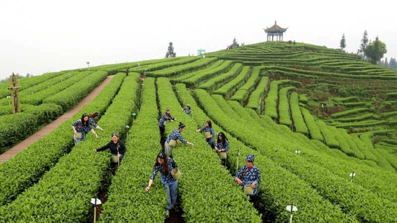 茶区抢“鲜”这里摘下早春第一芽
