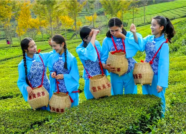 湖北英山茶入选国家农业农村标准化示范区试点