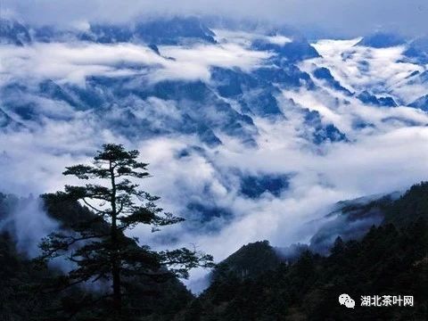 光伏发电助力湖北神农架“老牌”茶企业跑出加速度