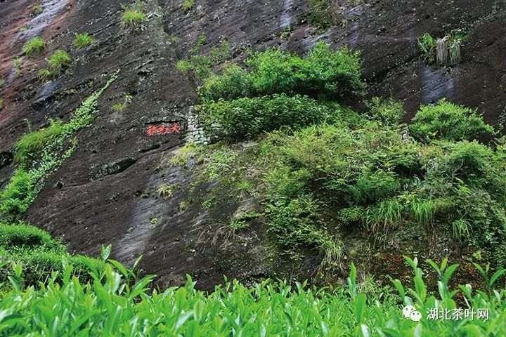 艺茗道第七期武夷山访茶研学之行，开始报名了