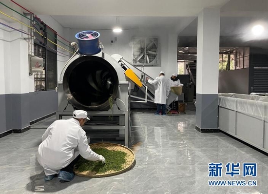 湖北鹤峰：4.8亿元金融“活水”润春茶