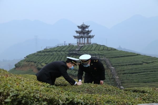 3.7亿元！湖北茶叶一季度出口值跃居全国第三
