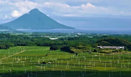 2022年日本茶叶出口量增长但出口额下降