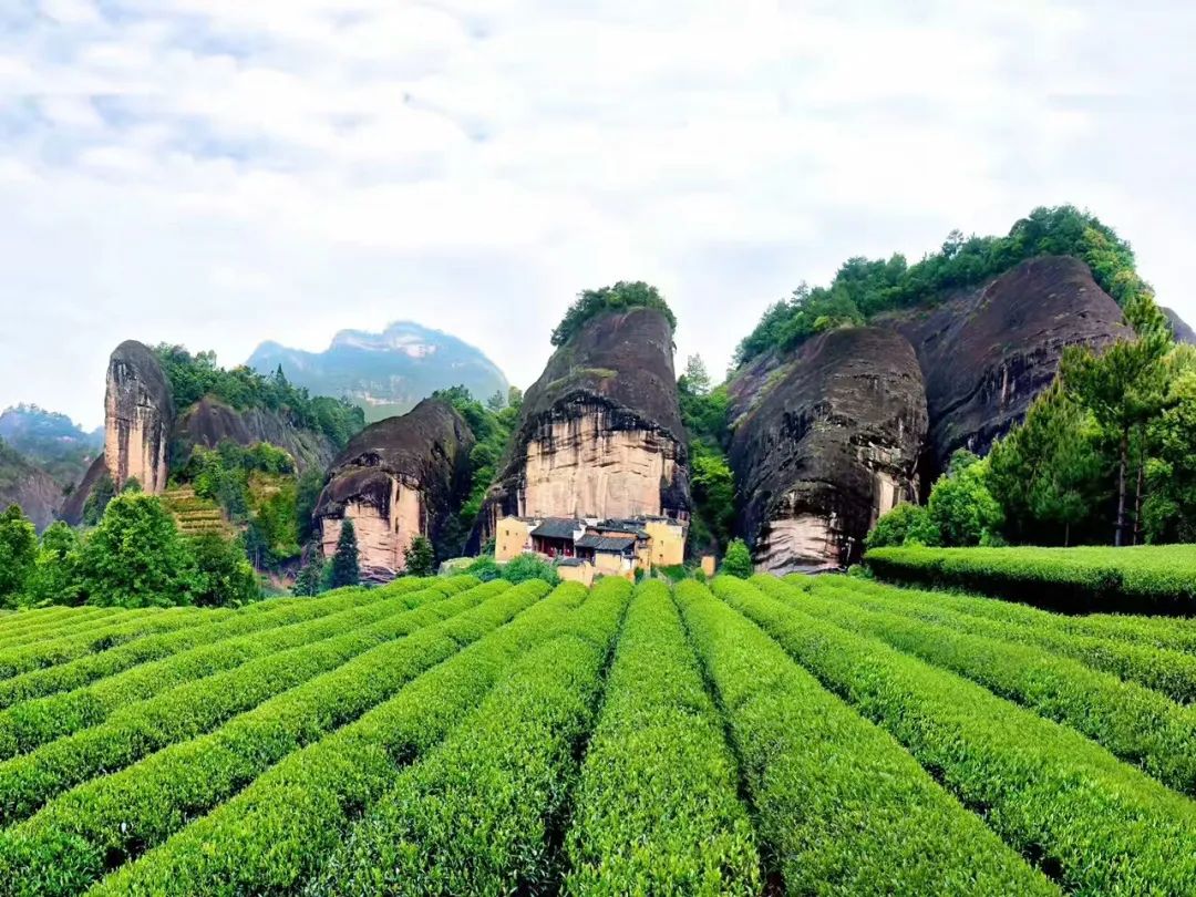 有机肥替代部分化肥对武夷山茶园土壤理化性质的影响