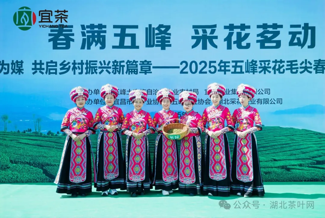 采花毛尖春茶开园：匠心独运，开启一杯春天的诗意