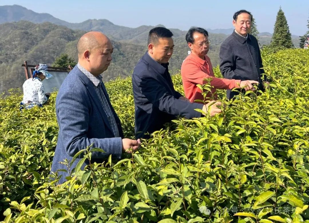 6000元一斤！汉家刘氏春茶开园