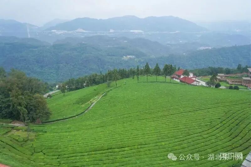 宜昌茶：从 “卖茶叶” 到 “卖体验” 一片绿叶的增值之道