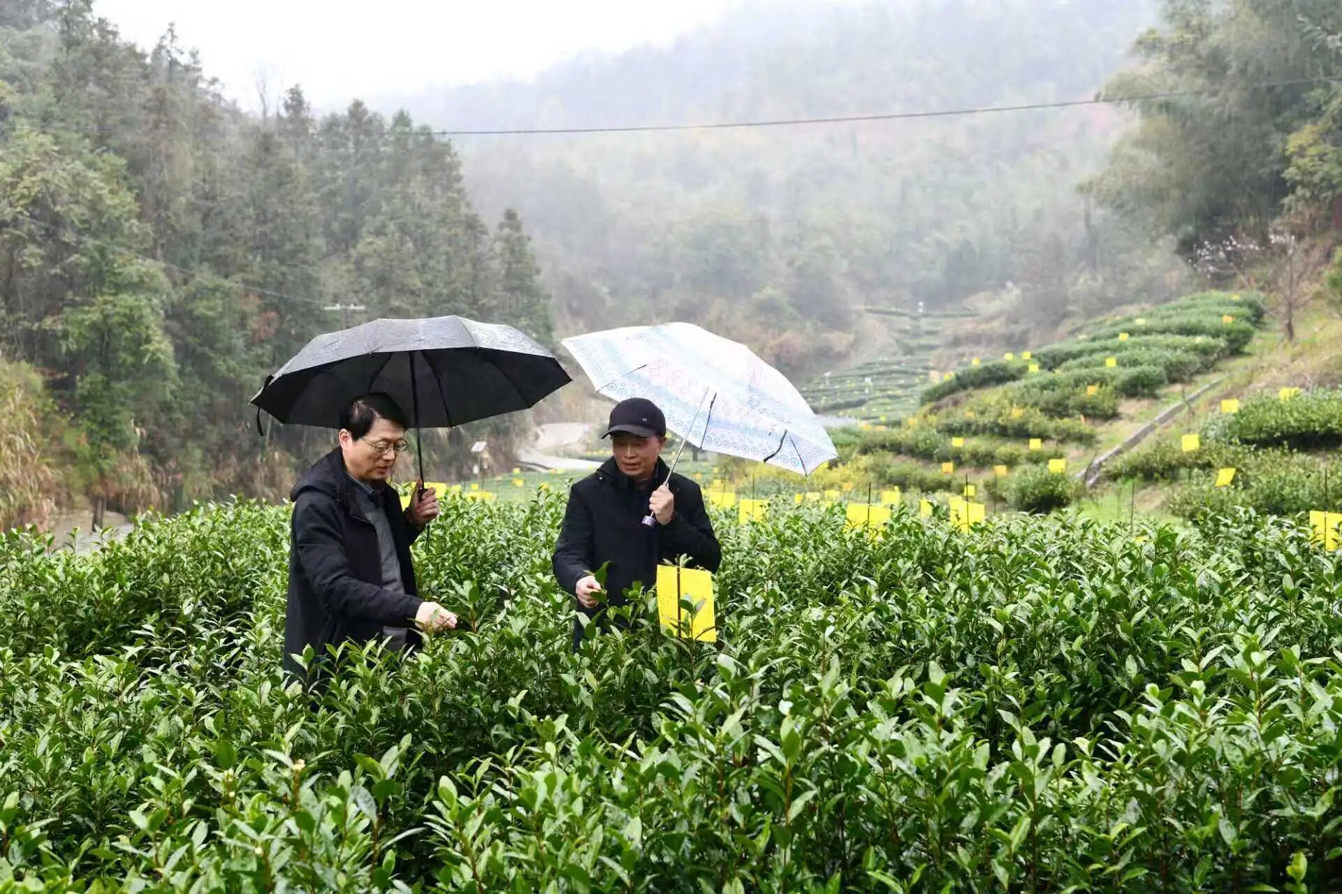 省茶协副会长孙军带队调研通城卧龙沟茶业 以生态赋能擦亮高品质茶叶名片..